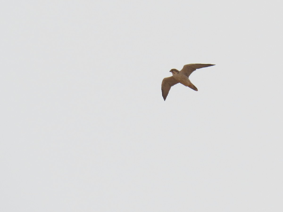 Lanner Falcon - ML641677516