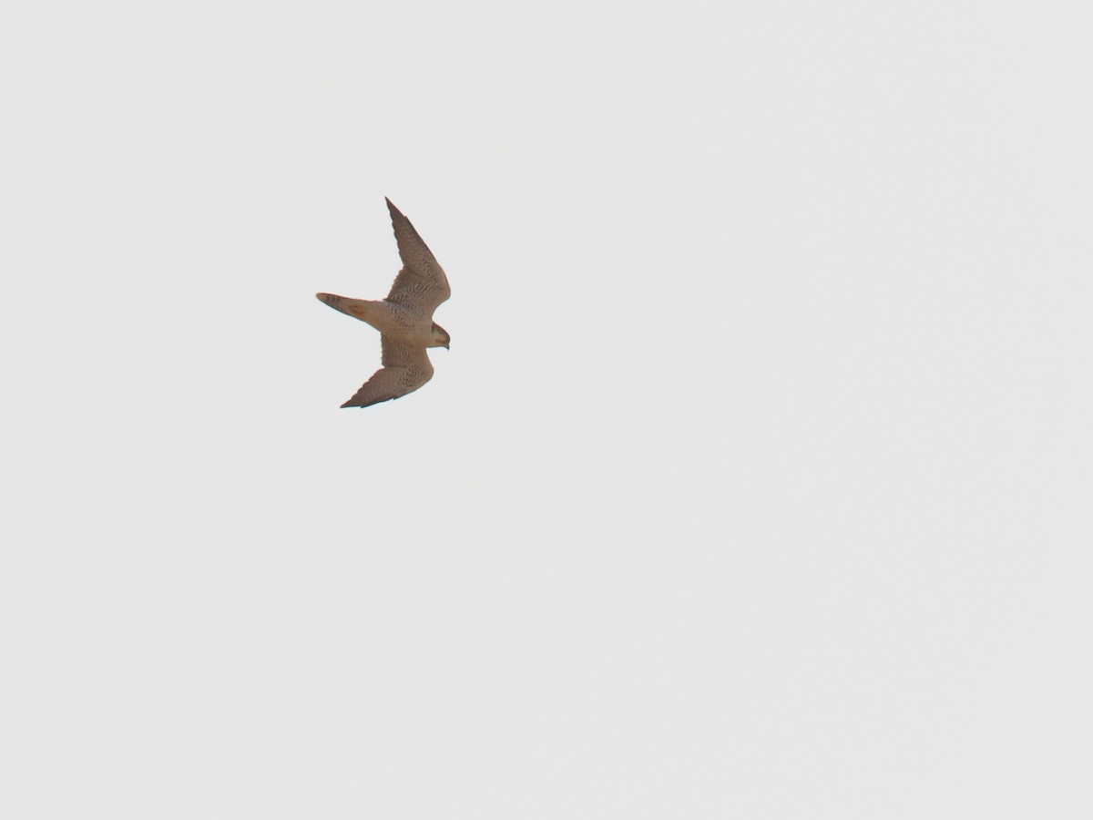 Lanner Falcon - ML641677517
