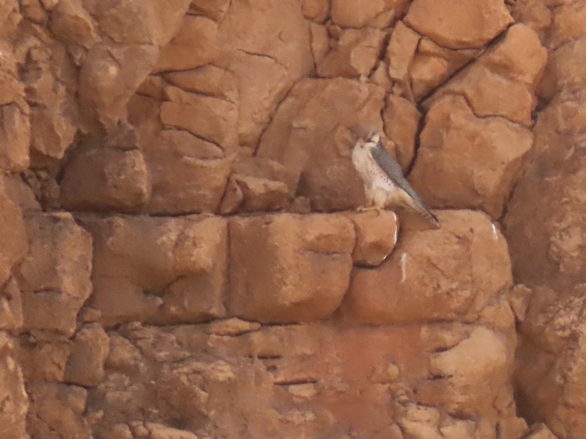 Lanner Falcon - ML641677518