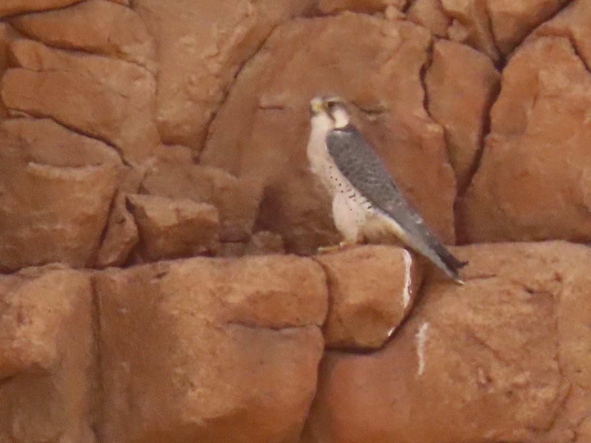 Lanner Falcon - ML641677519