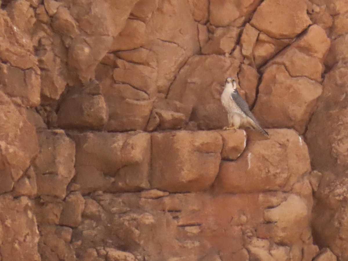 Lanner Falcon - ML641677520