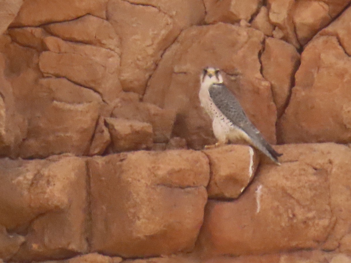 Lanner Falcon - ML641677521