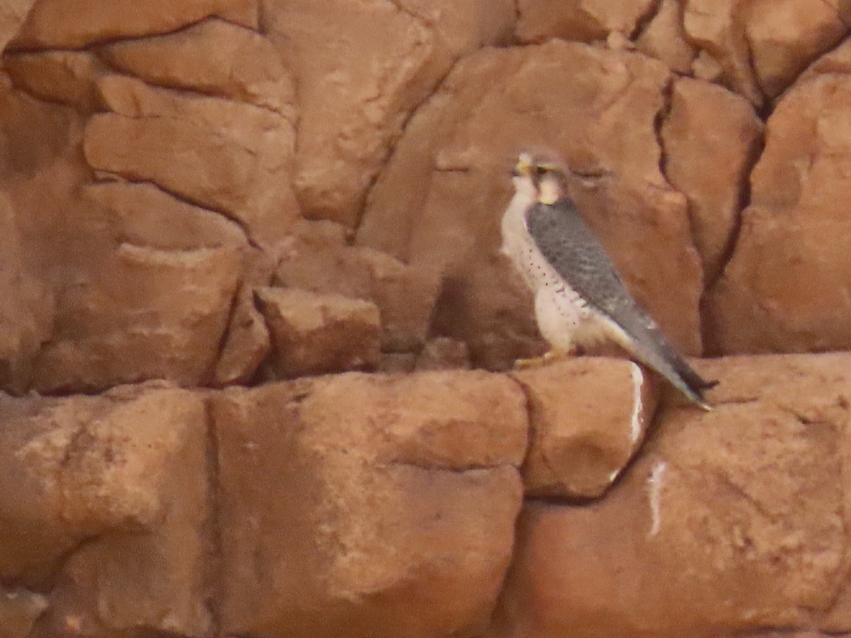 Lanner Falcon - ML641677522