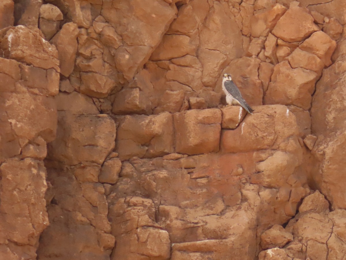 Lanner Falcon - ML641677523