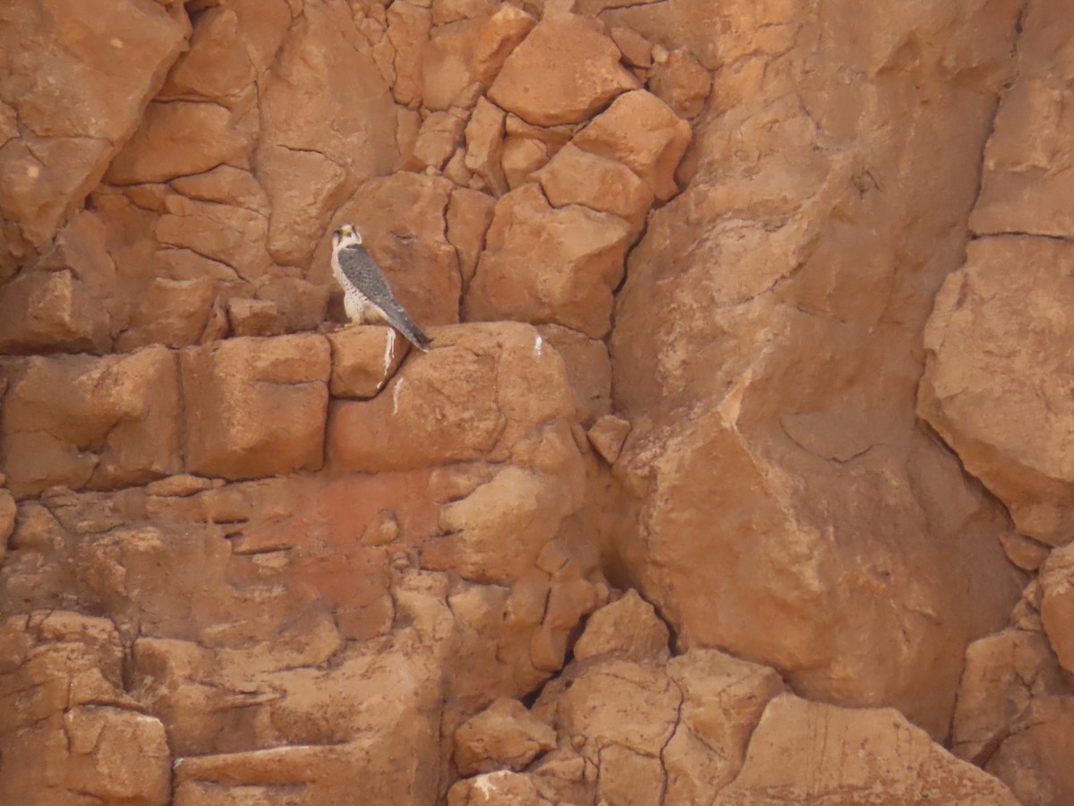 Lanner Falcon - ML641677524