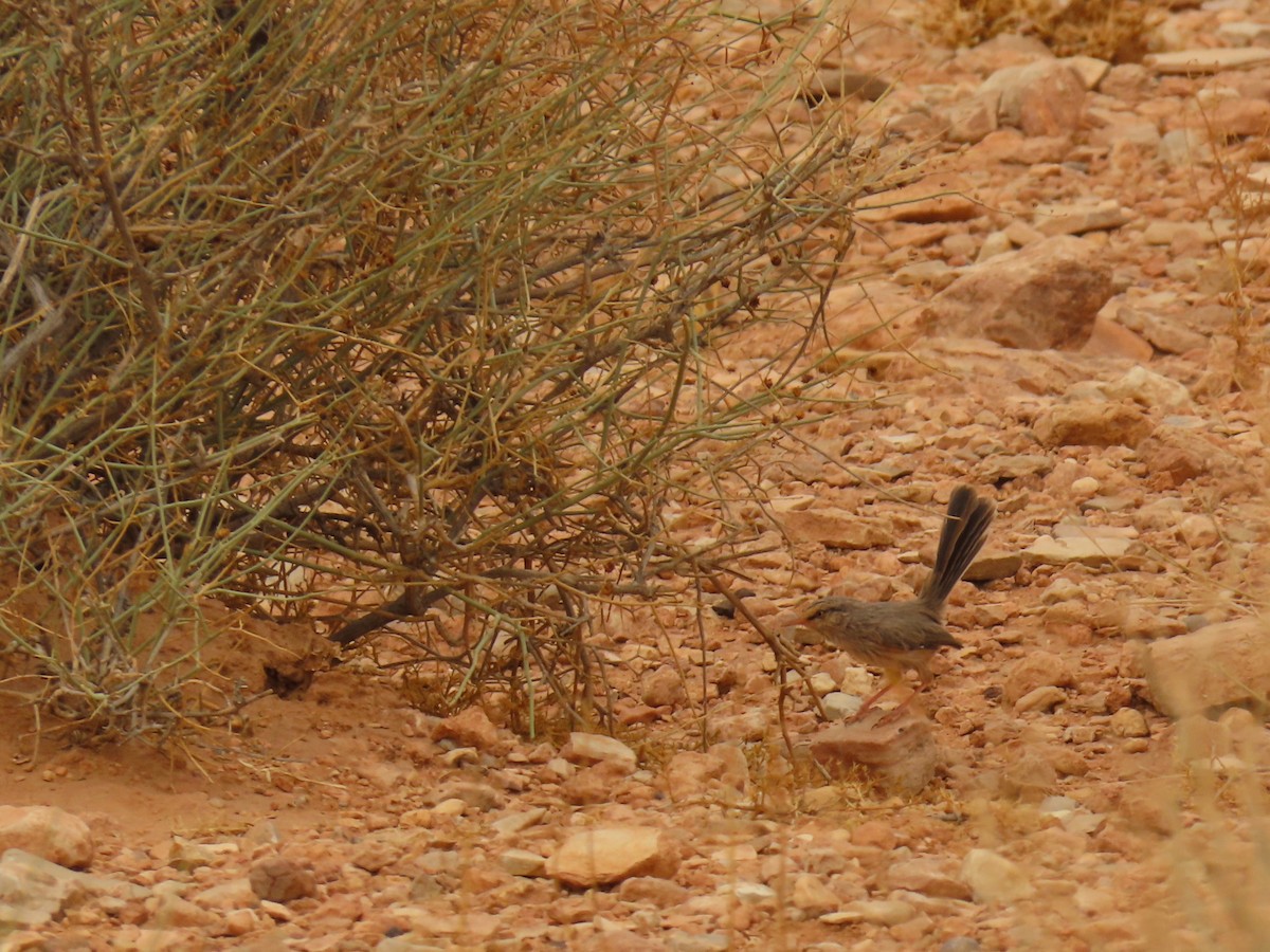 Scrub Warbler (Western) - ML641677587
