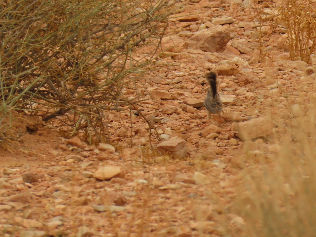 Scrub Warbler (Western) - ML641677588