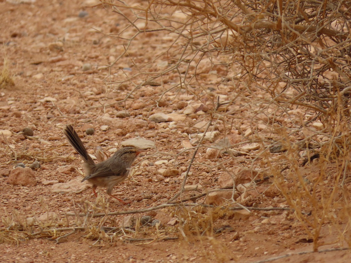 Scrub Warbler (Western) - ML641677589