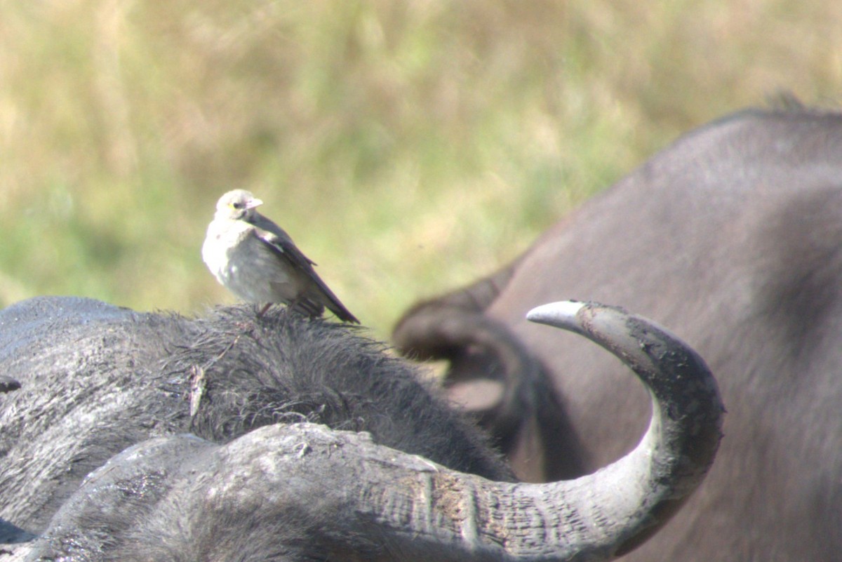 Wattled Starling - ML641677619