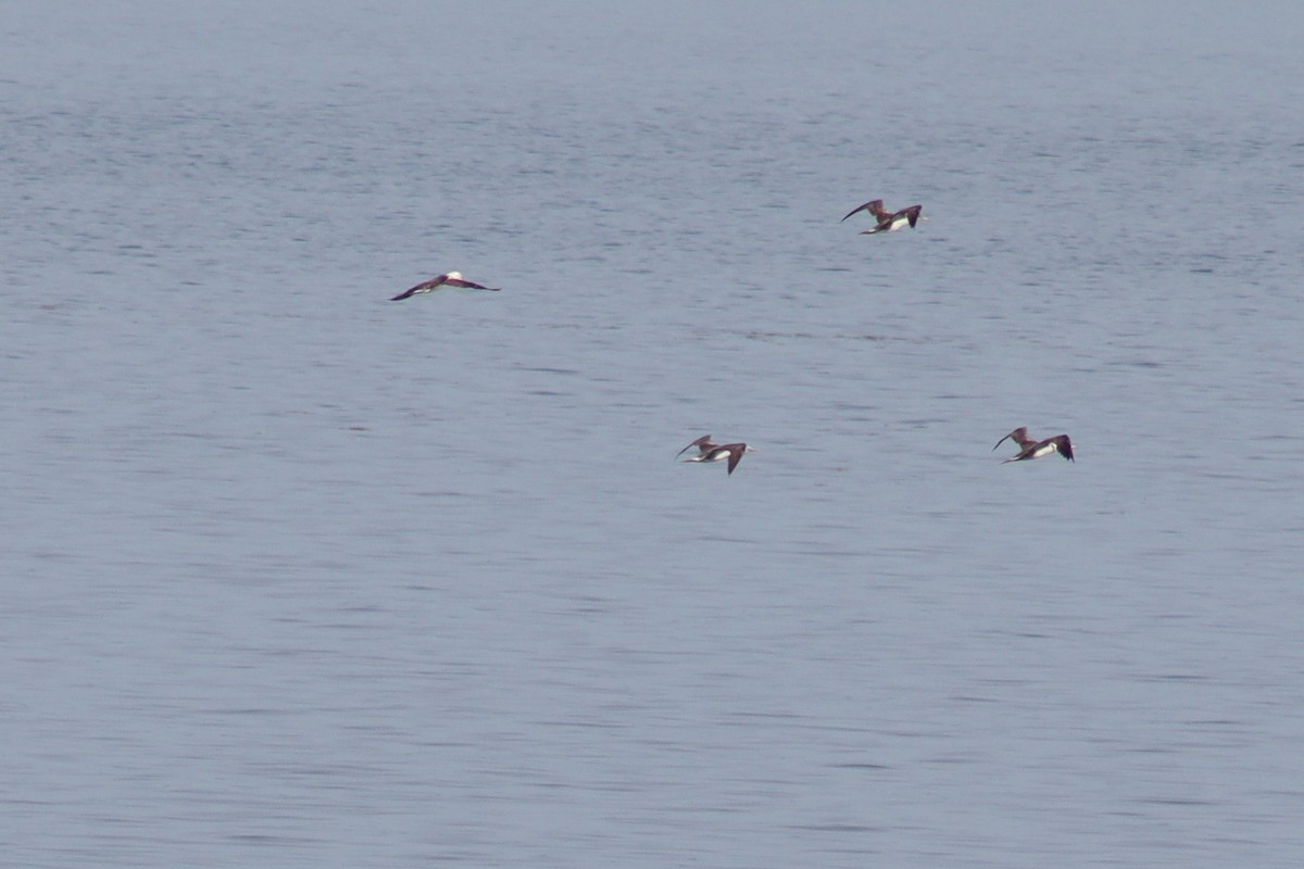 Northern Gannet - ML641677679