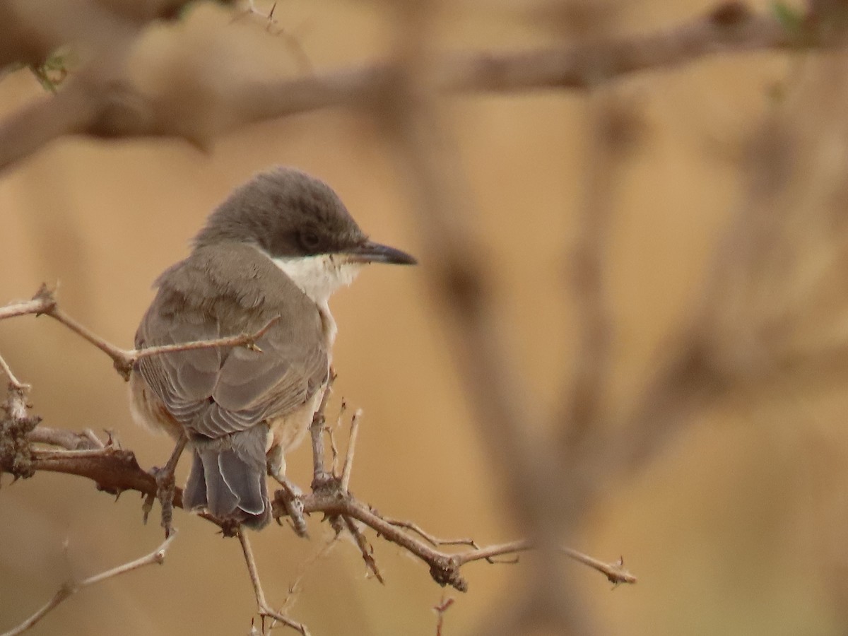 Western Orphean Warbler - ML641677742