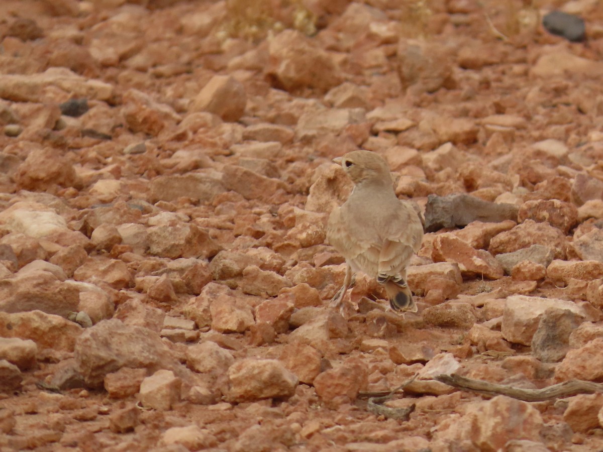 Bar-tailed Lark - ML641677758