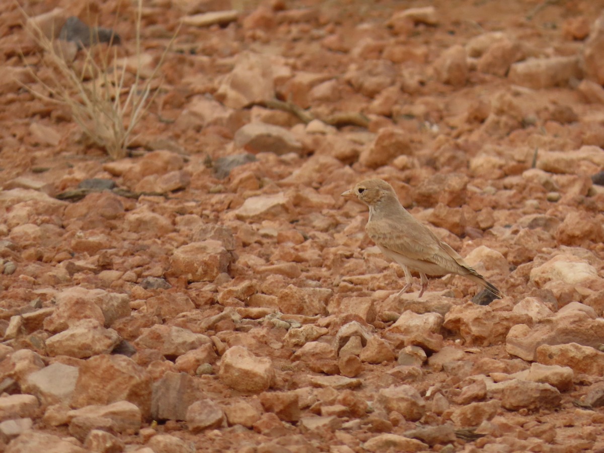 Bar-tailed Lark - ML641677759
