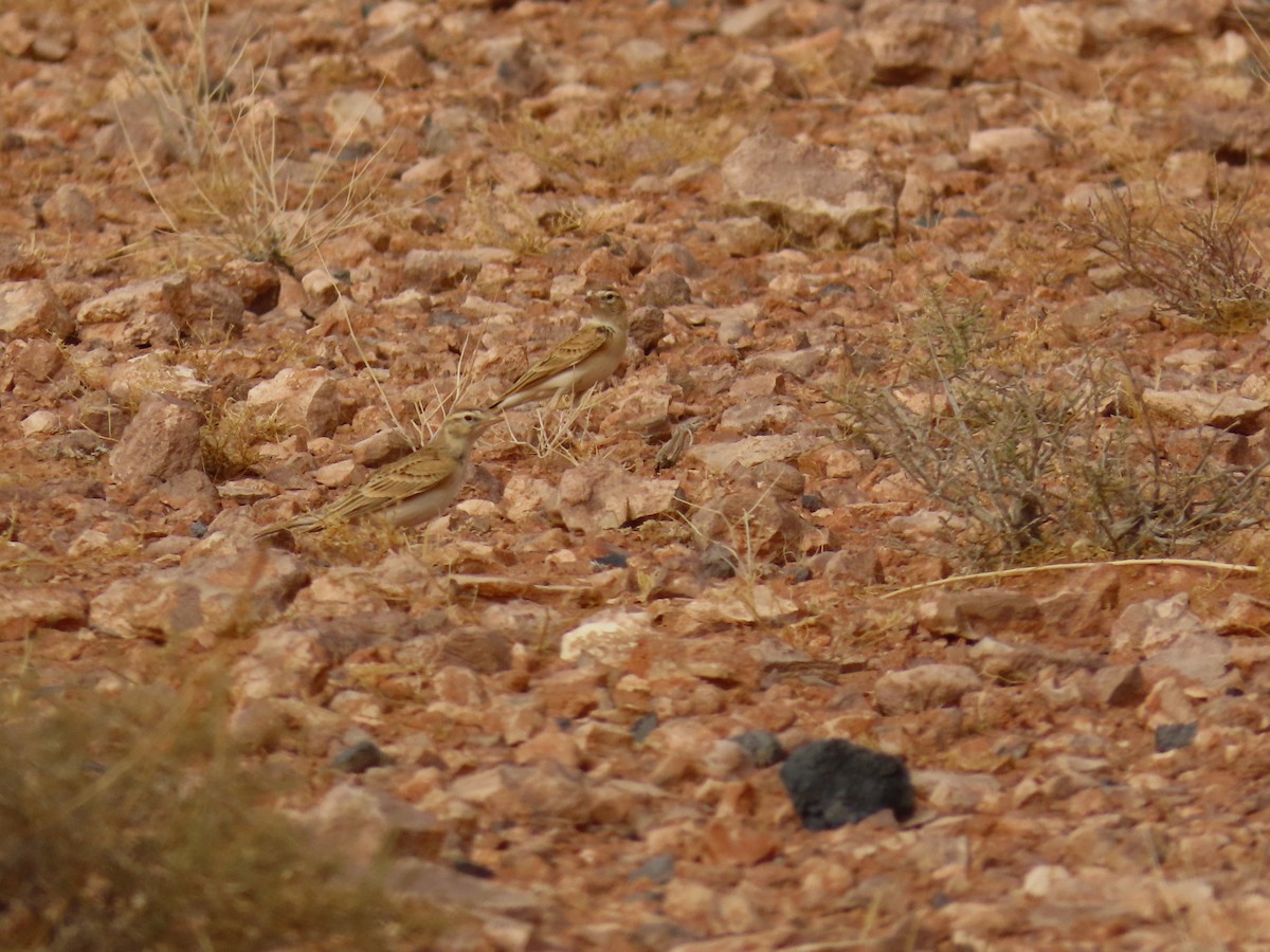 Greater Short-toed Lark - ML641677777