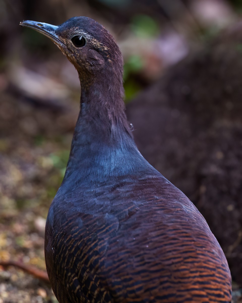 gulbeintinamu - ML641677807