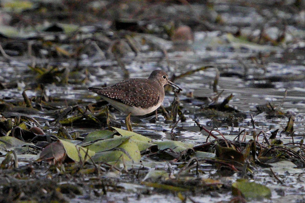 Solitary Sandpiper - ML641677824