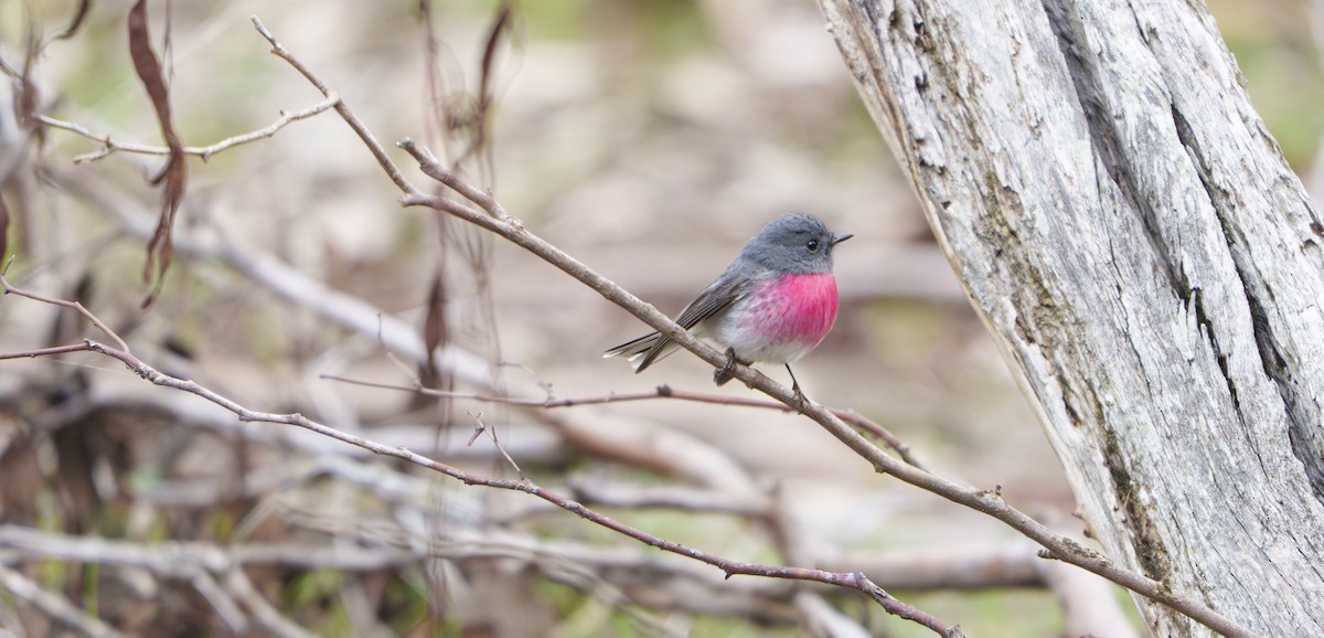 Rose Robin - ML641677833