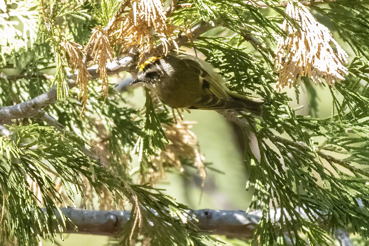 Golden-crowned Kinglet - ML641677876