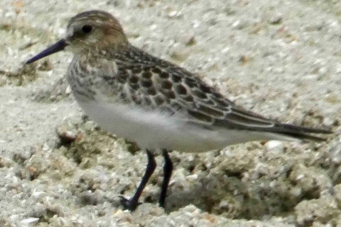 Baird's Sandpiper - ML641677939