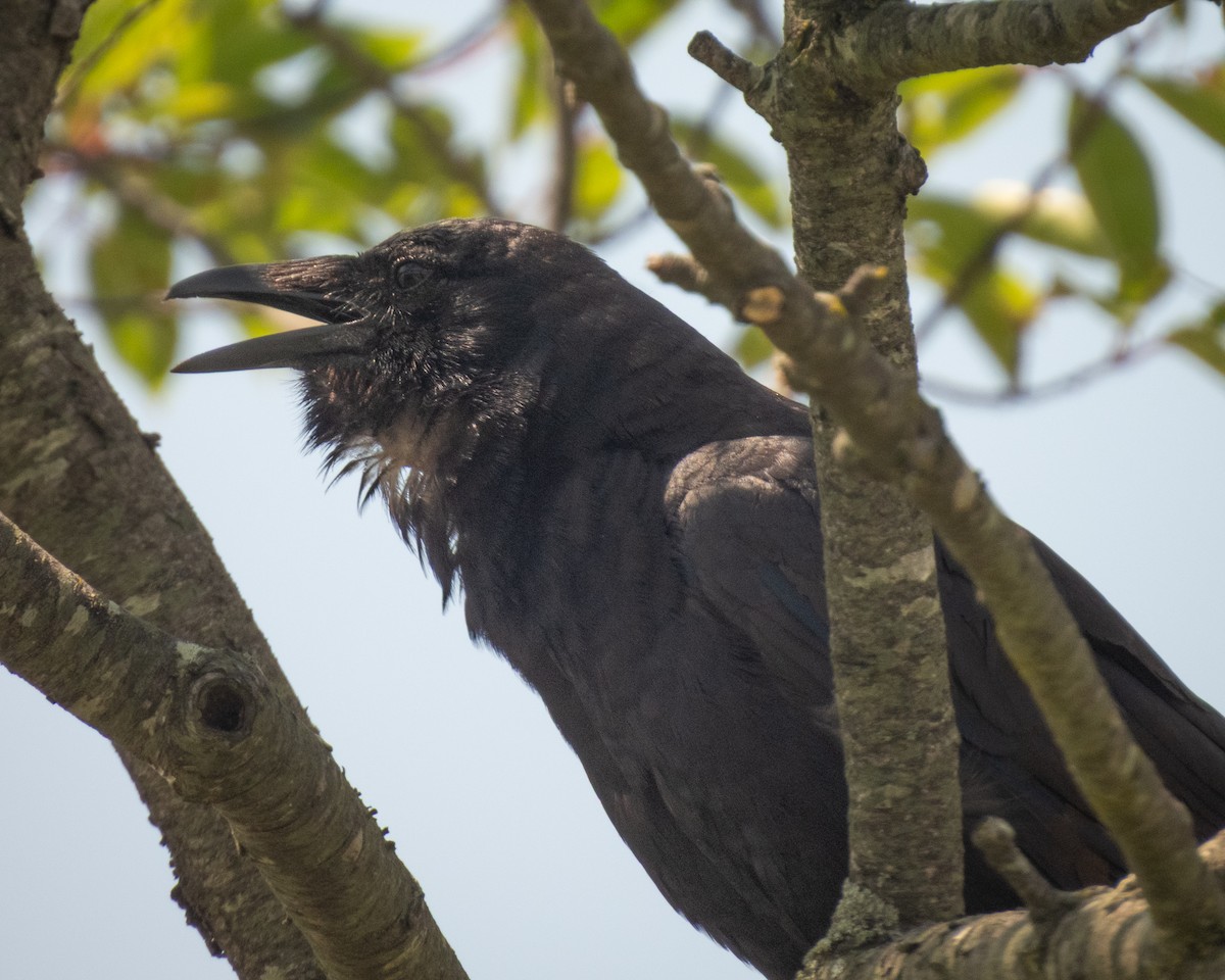 Fish Crow - ML641677953