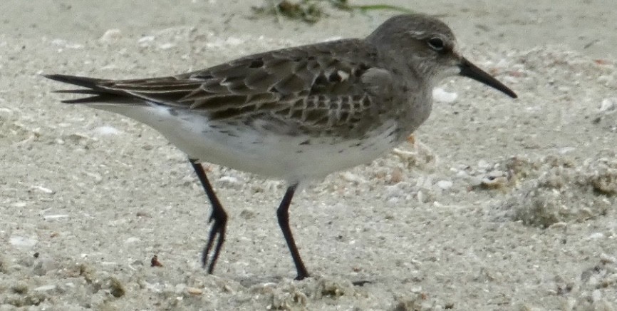 White-rumped Sandpiper - ML641677962