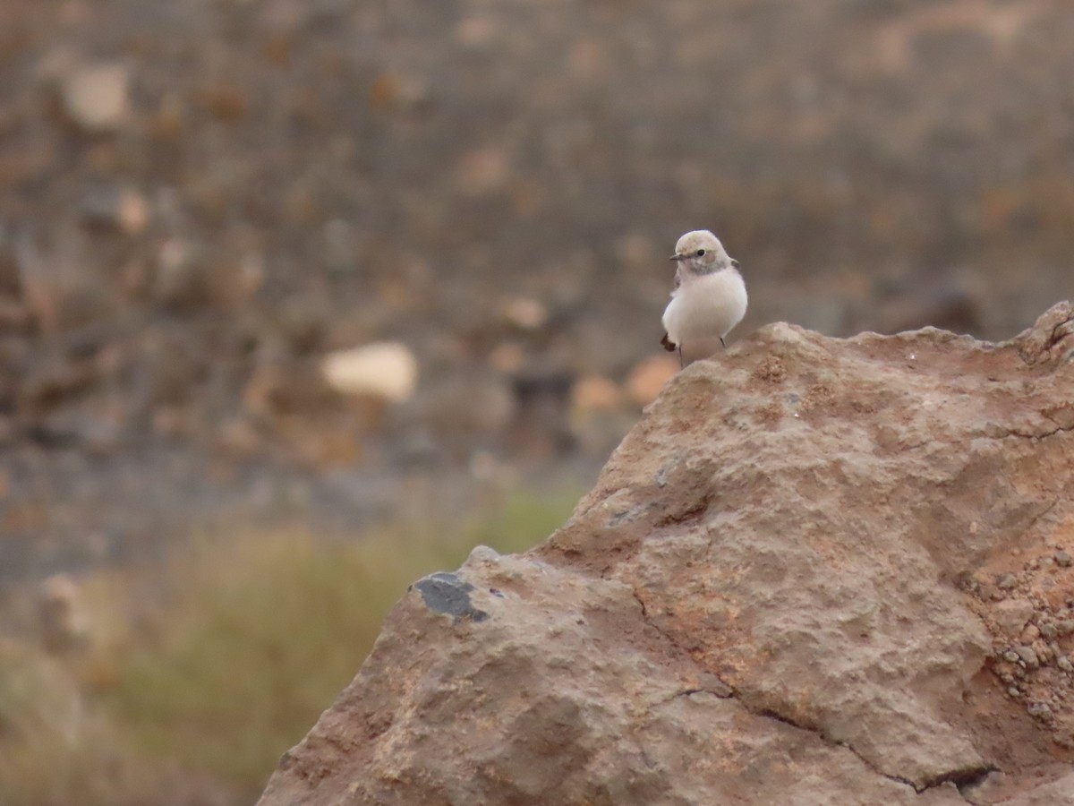 Mourning Wheatear (Maghreb) - ML641677965