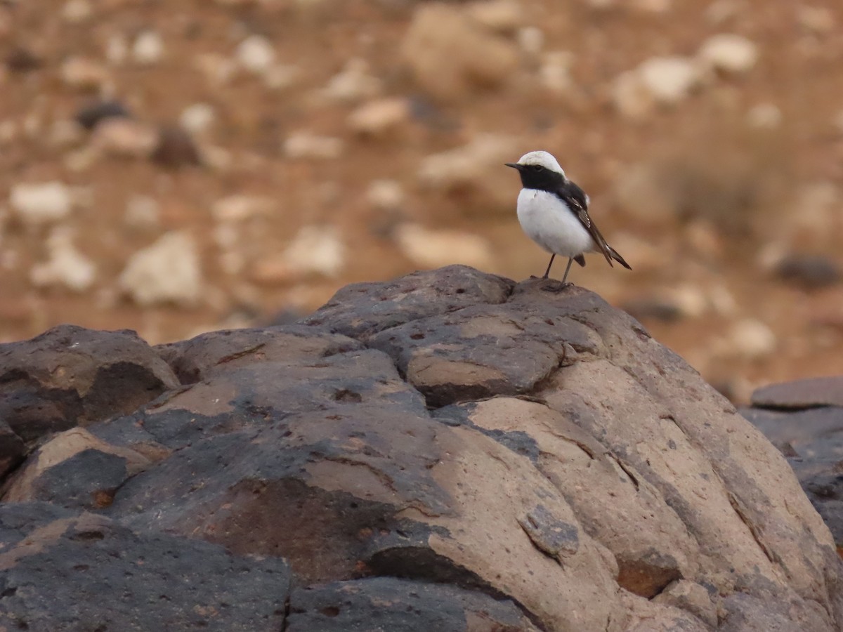 Mourning Wheatear (Maghreb) - ML641677968