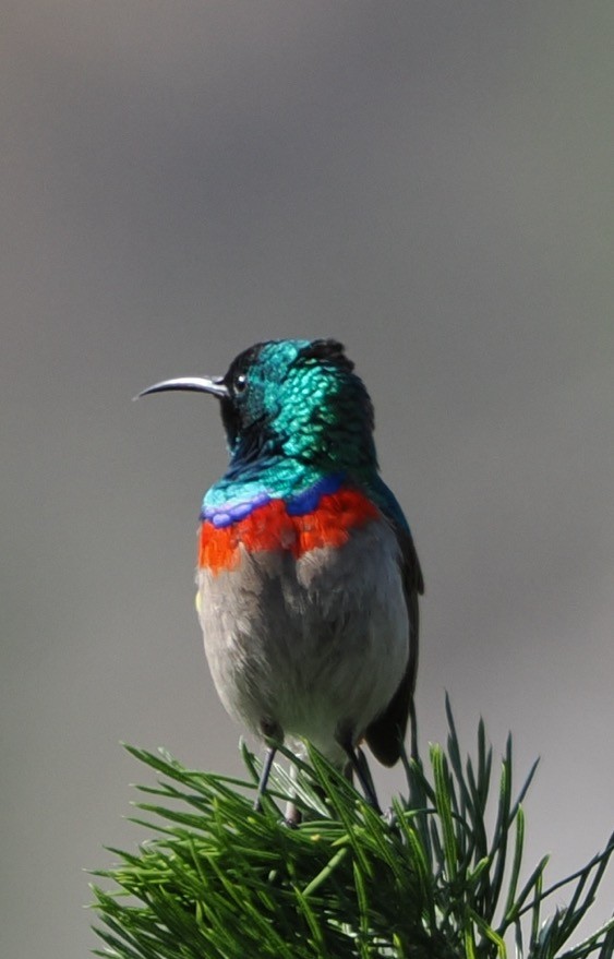 Southern Double-collared Sunbird - ML641677986