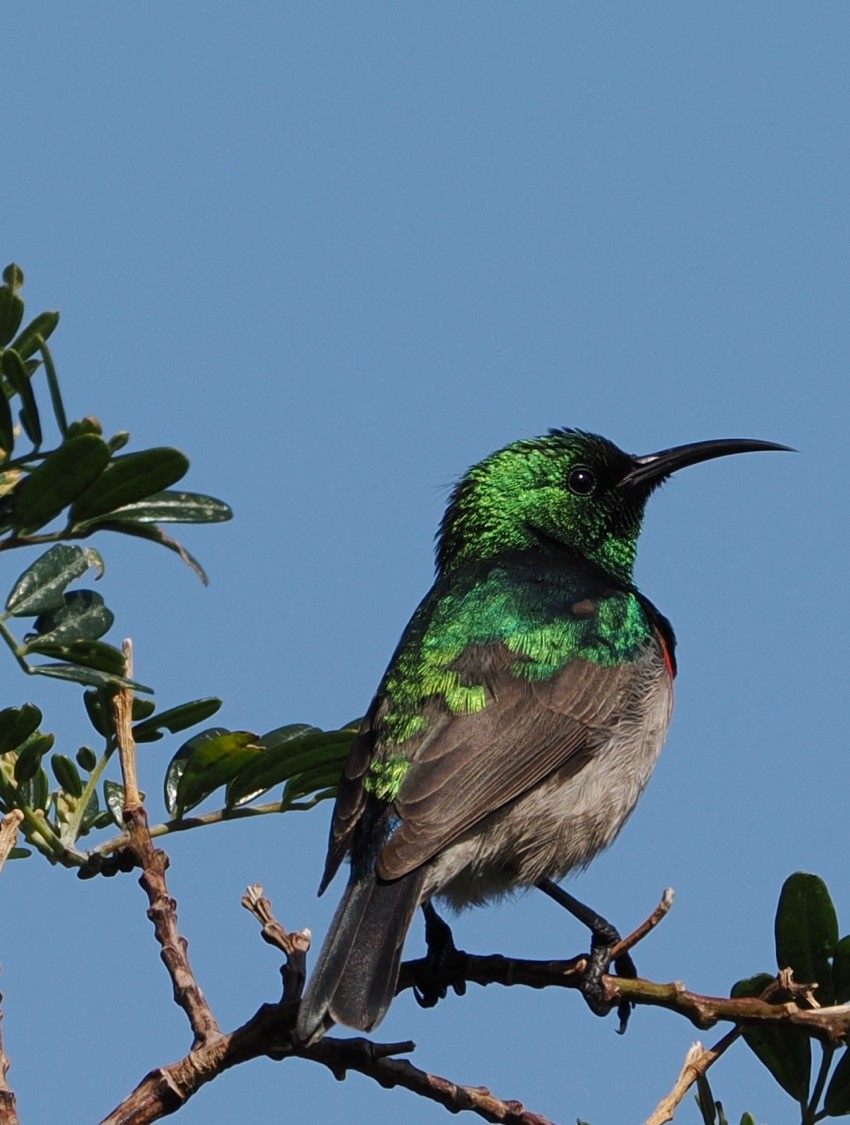 Southern Double-collared Sunbird - ML641677987