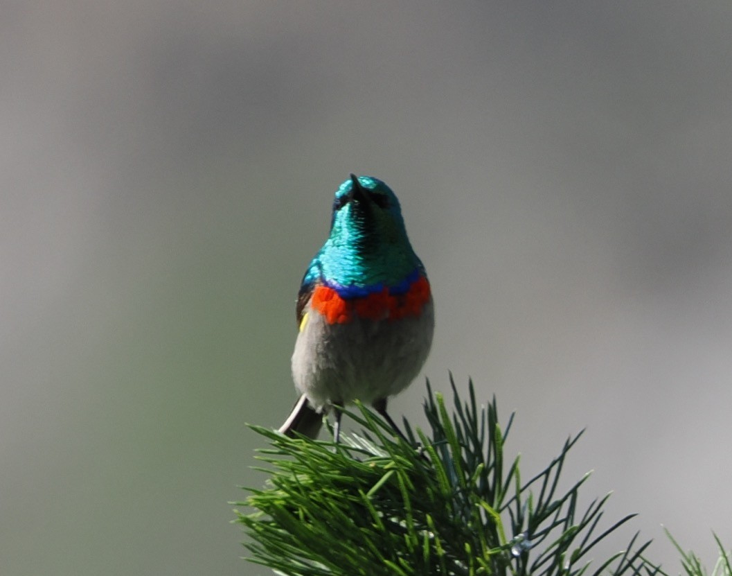 Southern Double-collared Sunbird - ML641677988