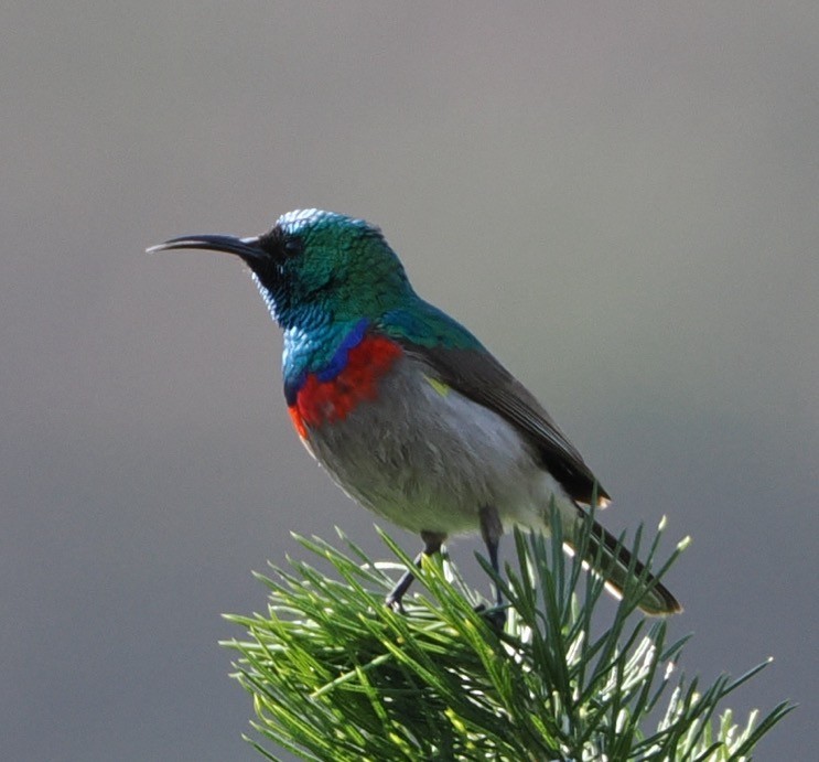 Southern Double-collared Sunbird - ML641677989