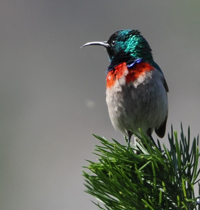 Southern Double-collared Sunbird - ML641677990