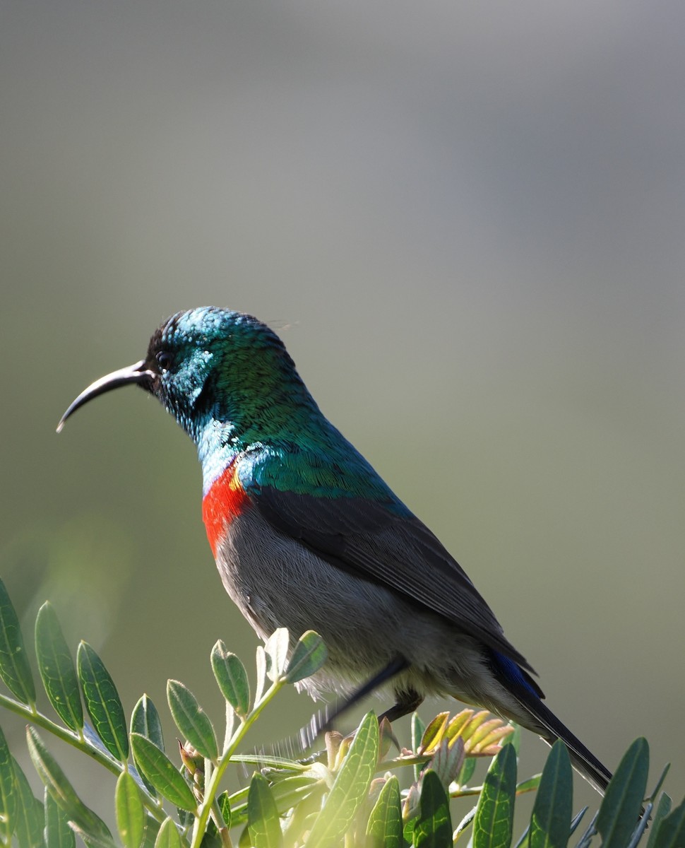 Southern Double-collared Sunbird - ML641677991