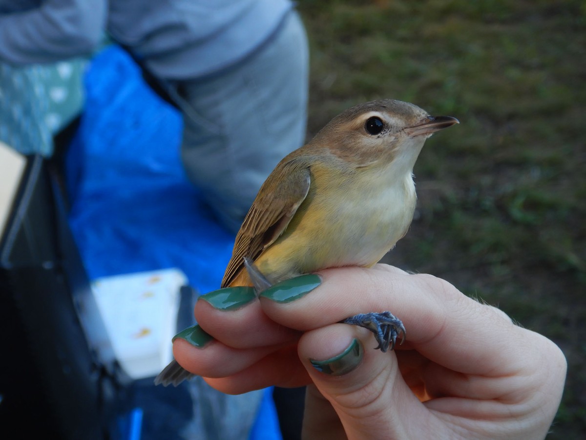 Warbling Vireo - ML641678104
