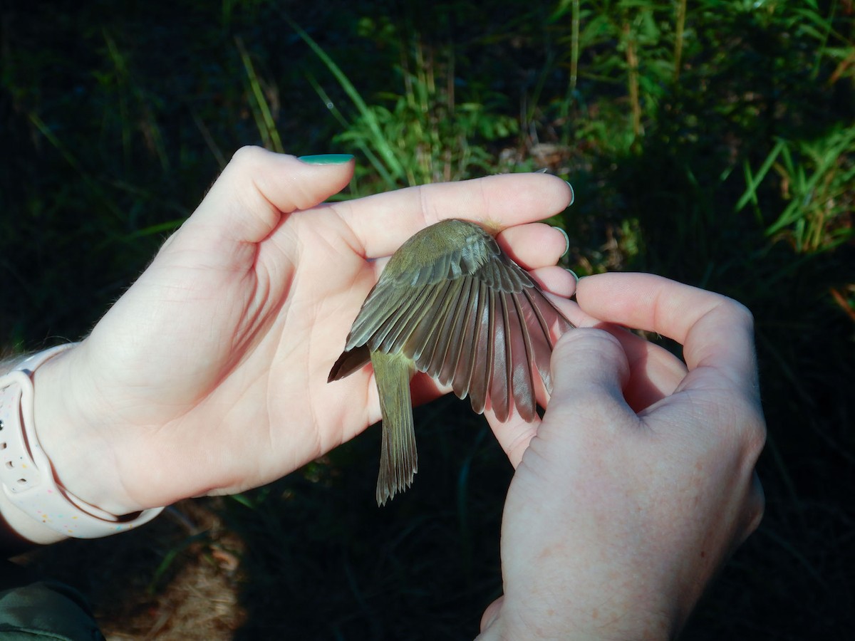 Warbling Vireo - ML641678105