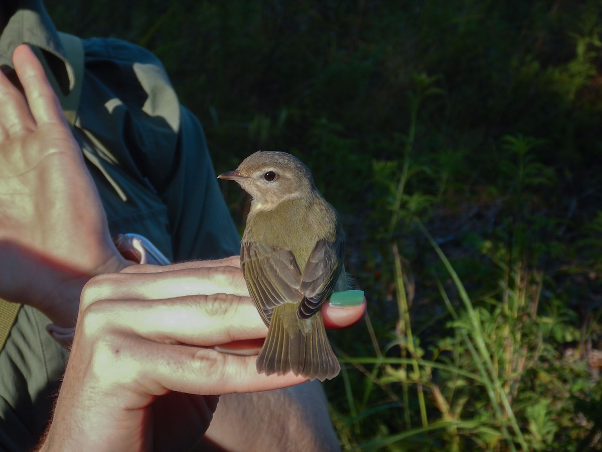 Warbling Vireo - ML641678106