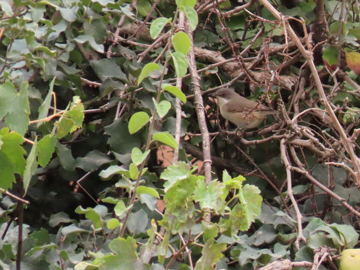 Western Orphean Warbler - ML641678120