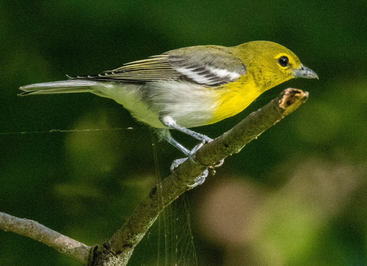 Yellow-throated Vireo - ML641678155
