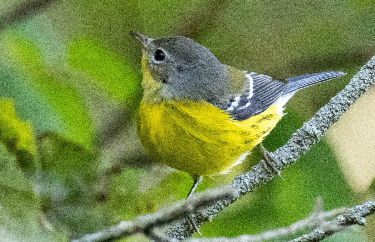Magnolia Warbler - ML641678172