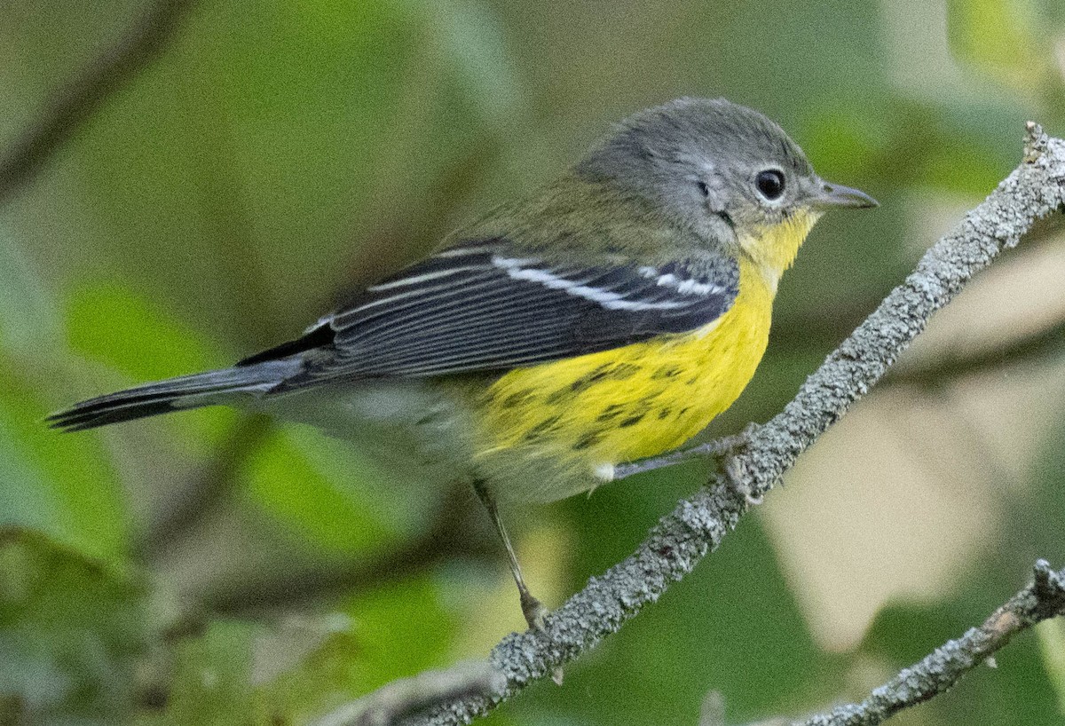 Magnolia Warbler - ML641678182
