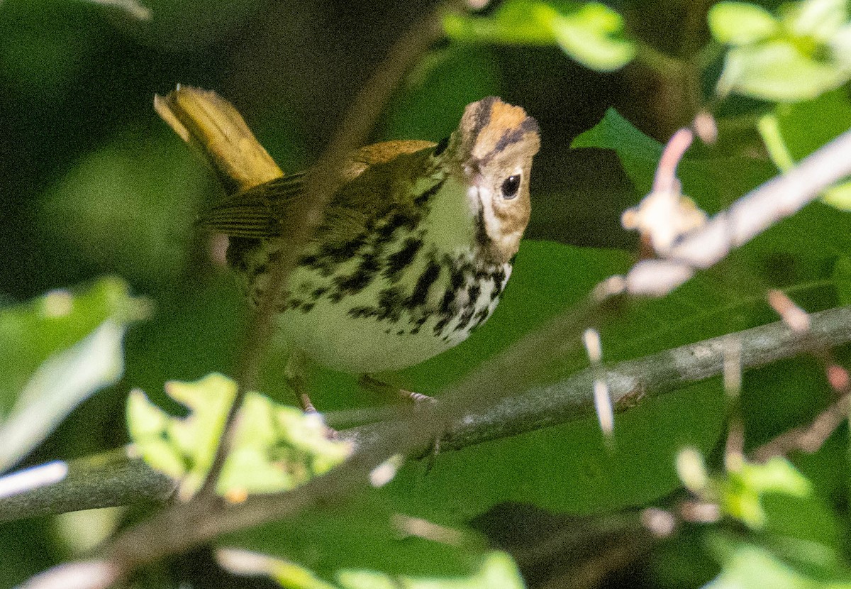 Ovenbird - ML641678200