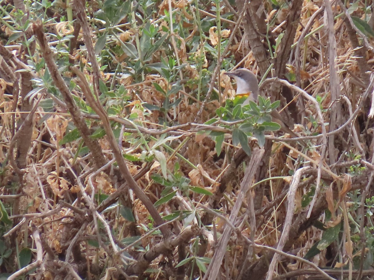 Western Orphean Warbler - ML641678203