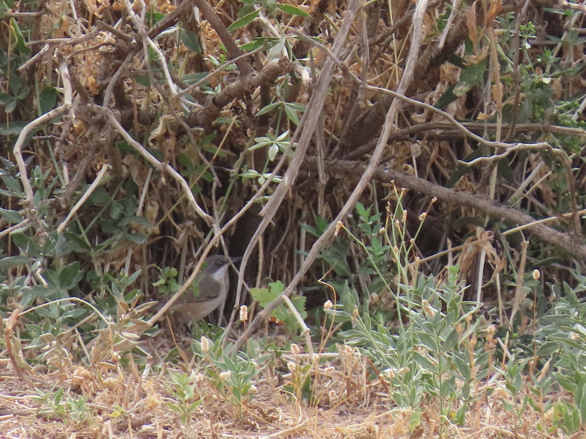 Western Orphean Warbler - ML641678204