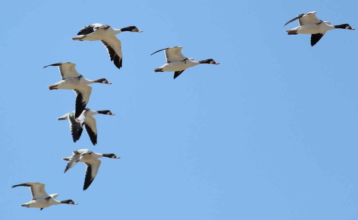 Common Shelduck - ML64167821