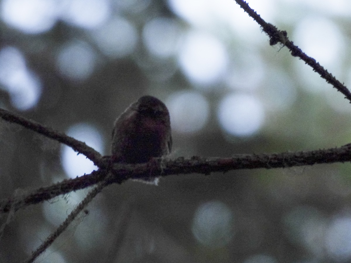 Pacific Wren - ML641678231