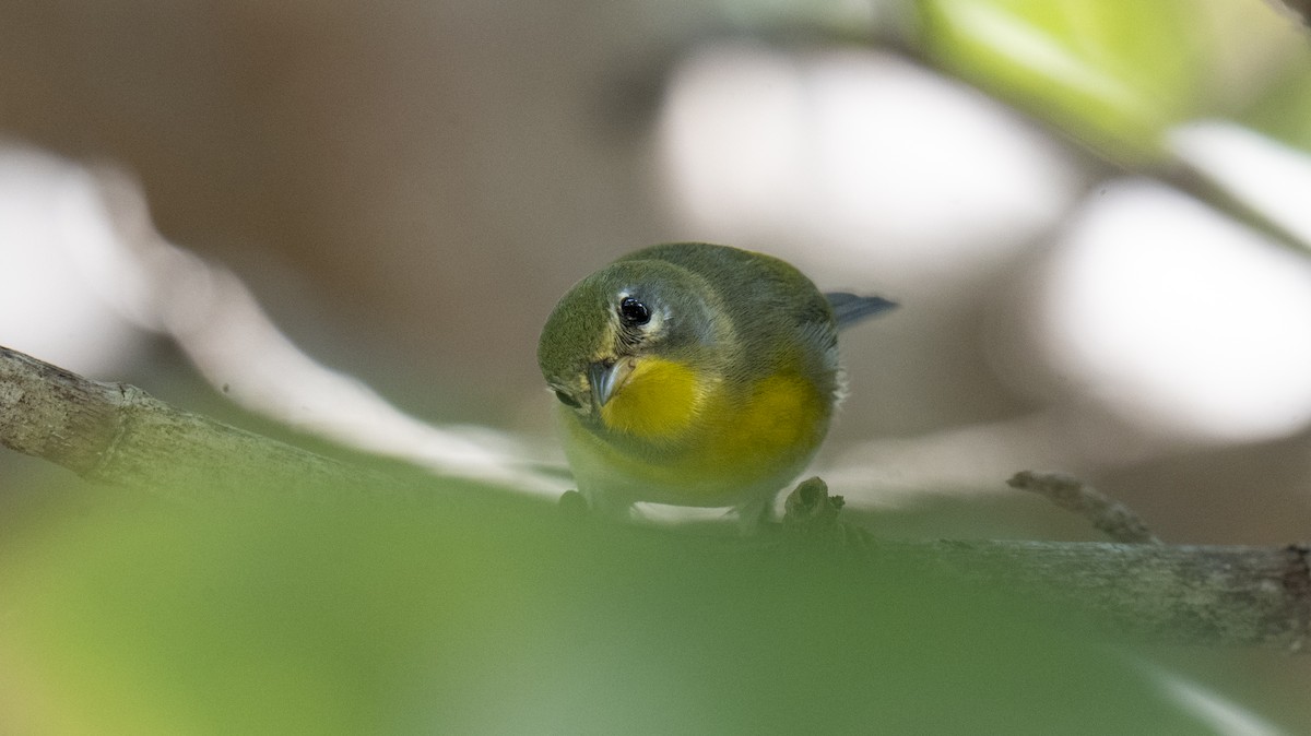 Parula Norteña - ML641678262