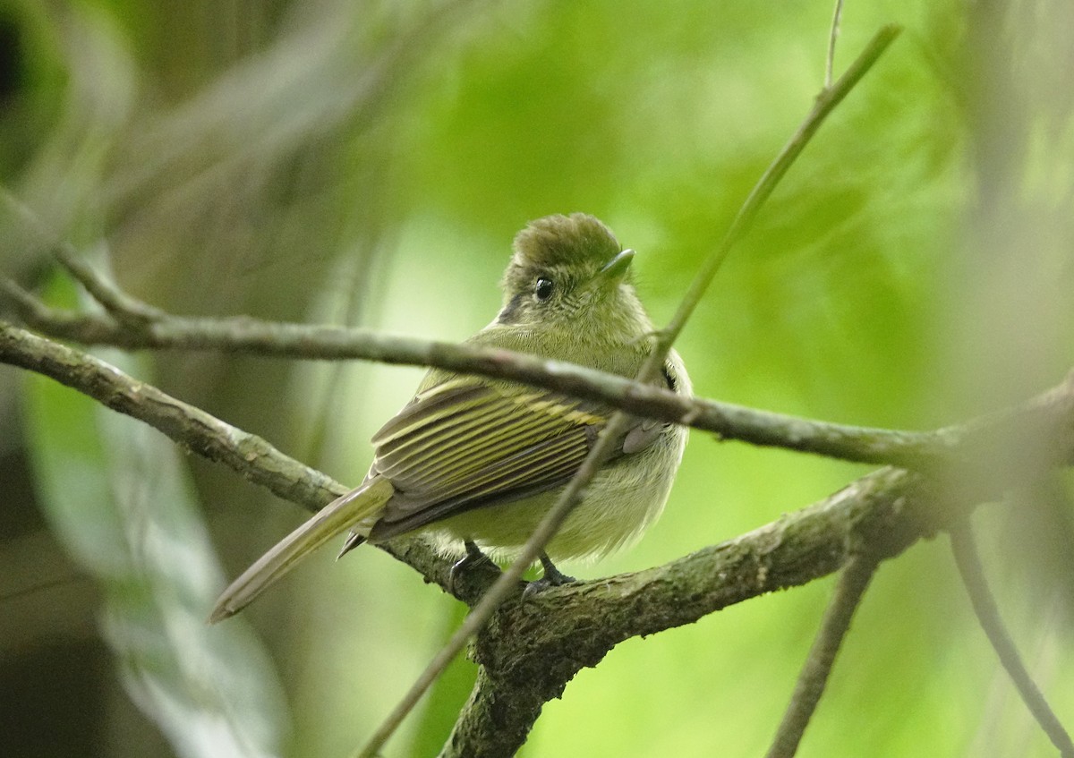 Sepia-capped Flycatcher - ML641678309