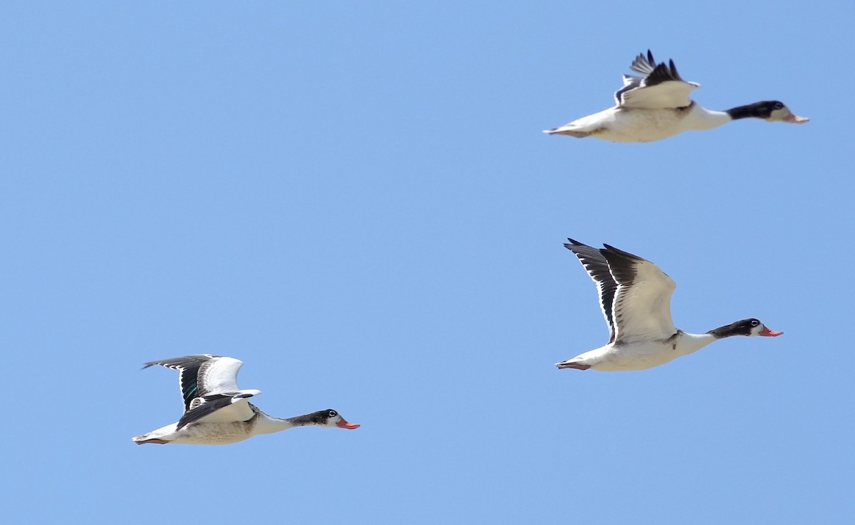 Common Shelduck - ML64167831