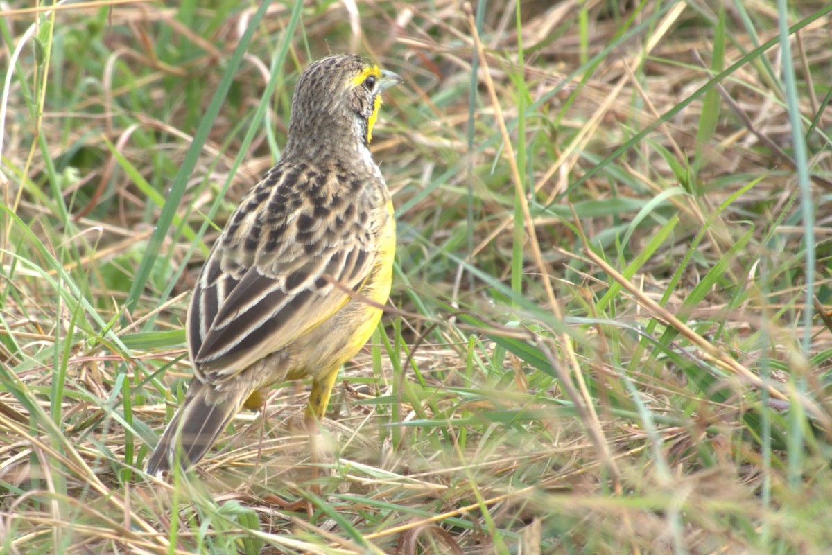 Yellow-throated Longclaw - ML641678313