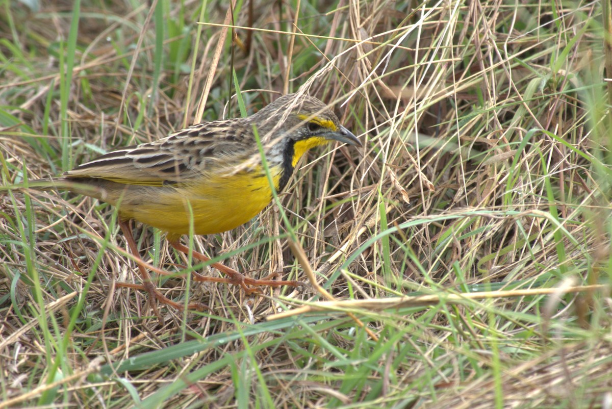 Yellow-throated Longclaw - ML641678314
